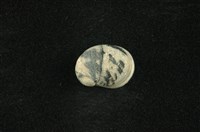 藏品(花斑蜑螺 )的圖片